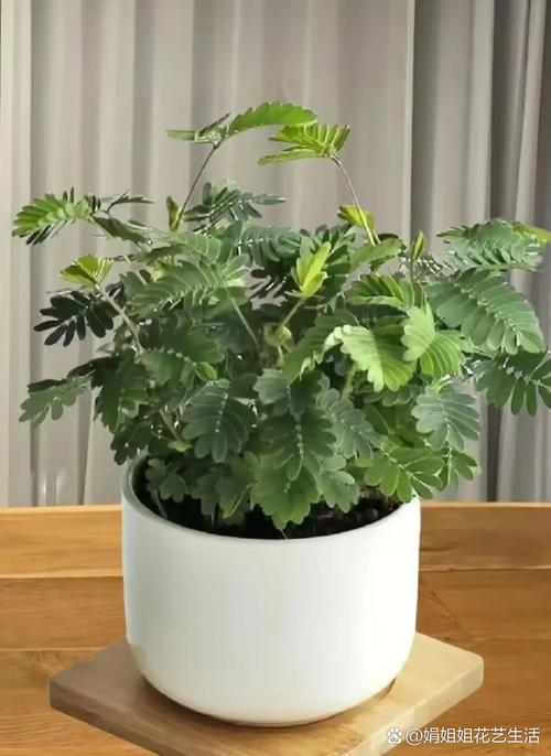 4480青苹果影院《李卫当官》全集在线观看 | 徐峥经典古装剧高清重播 | 李卫当官剧情解析与角色盘点